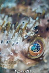 Balloonfish by Henley Spiers 